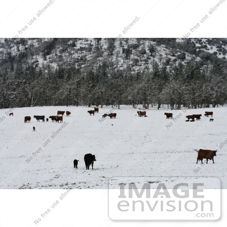 #765 Image of Cattle in Snow, Bishop Creek, Ruch, Oregon by Jamie Voetsch