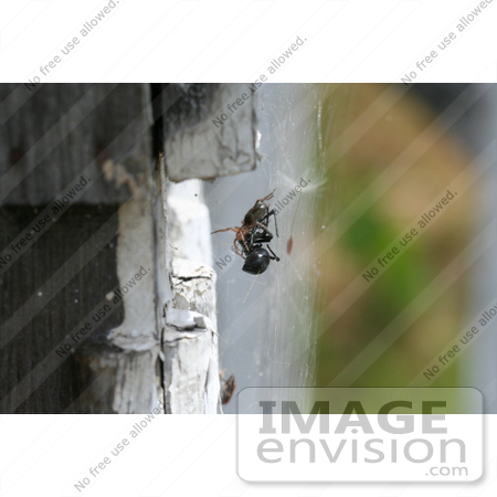 #7718 Picture of a Woodlouse Spider Killing a Black Widow by Jamie Voetsch
