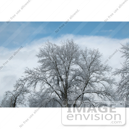 #772 Image of a Snow Covered Tree in Winter by Jamie Voetsch