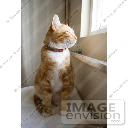 #7720 Image of an Orange Cat Near a Window by Jamie Voetsch