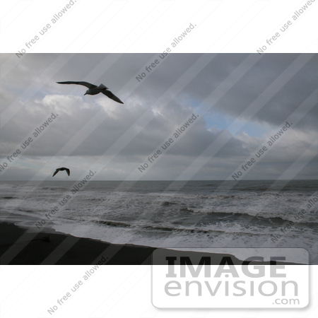 #778 Photography of Gulls Flying at Brookings Beach, Oregon by Kenny Adams