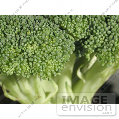 #78 Picture of Broccoli Floret by Kenny Adams