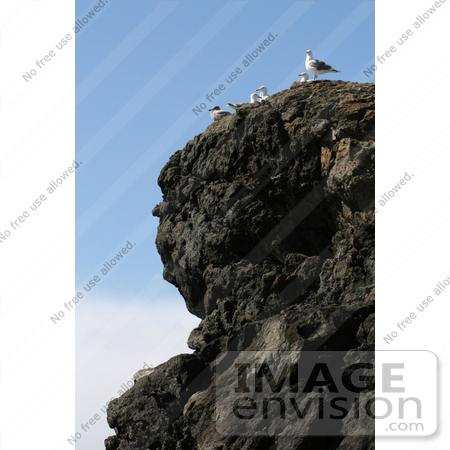 #791 Photography of Seagulls at the Oregon Coast by Kenny Adams