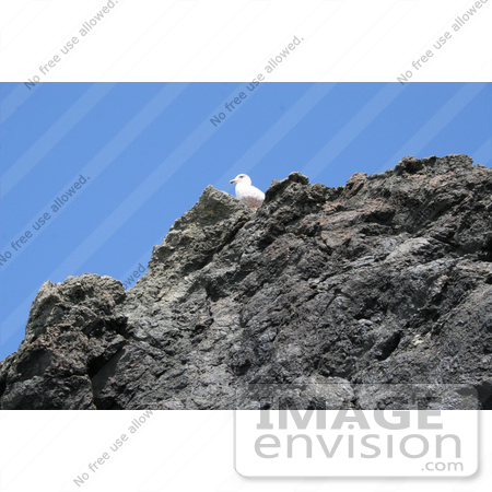 #792 Photography of a Seabird on a Rock by Kenny Adams