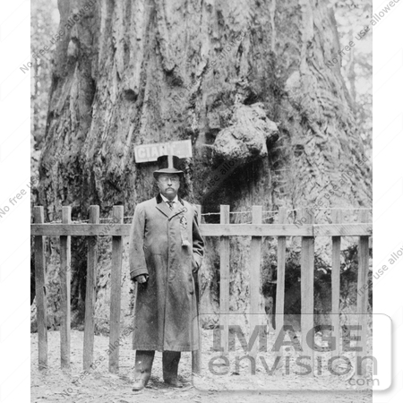 #7932 Picture of President Roosevelt, Big Tree Grove by JVPD