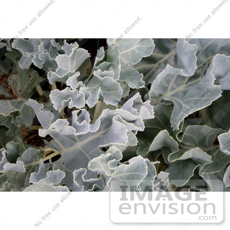 #814 Image of a Leafy Plant by Jamie Voetsch
