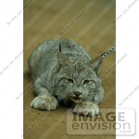 #824 Photography of a Canada Lynx by Kenny Adams