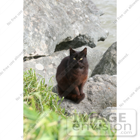 #827 Photography of a Brownish Black Stray Cat by Kenny Adams