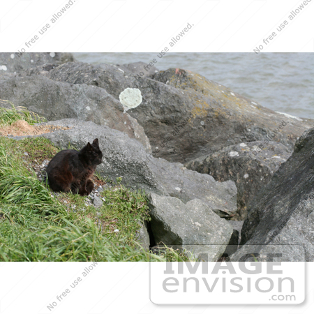 #828 Photography of a Brownish Black Cat Sitting on a Jetty by Kenny Adams