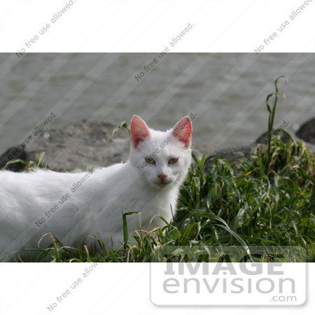 #832 Photography of a White Feral Cat in Grass by Kenny Adams