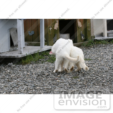 #833 Photography of a Frisky White Feral Cats Playing by Kenny Adams