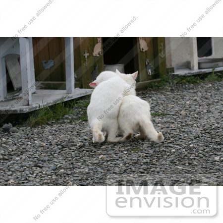 #834 Photography of Feral Kittens Playing by Kenny Adams