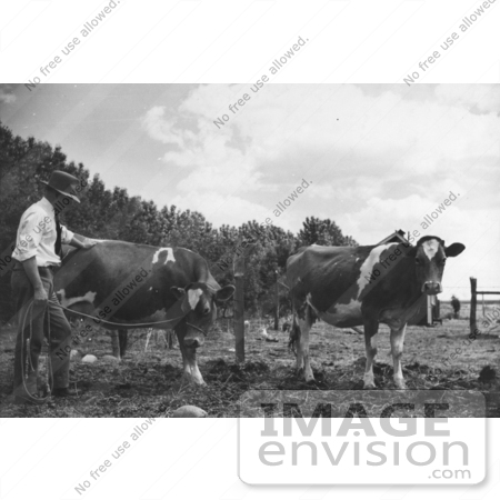 #8351 Picture of a Veterinarian With Cows by JVPD