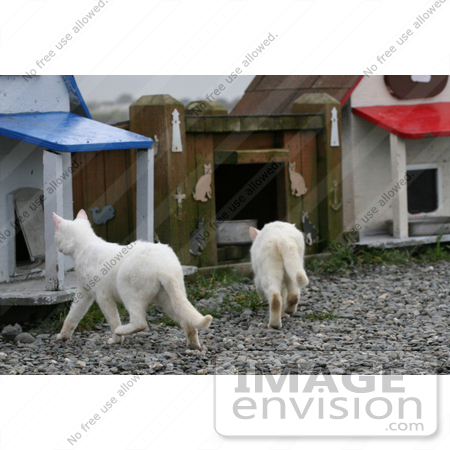 #836 Photography of Stray Cats Going Separate Ways by Kenny Adams