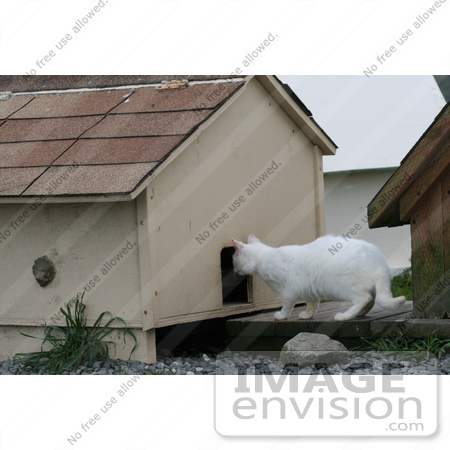 #837 Photography of a Feral Cat Looking in the Hole of a Cat House by Kenny Adams