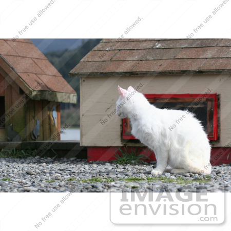 #838 Photography of a Feral White Cat Watching and Observing by Kenny Adams