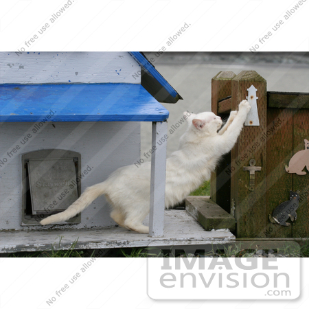 #840 Photo of a Feral Cat Scratching a Post by Kenny Adams