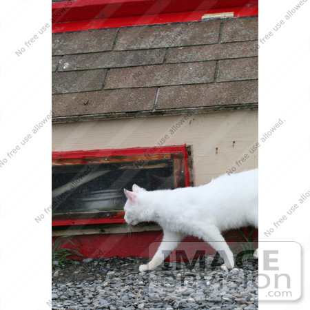 #841 Photo of a Feral Cat Walking by Kenny Adams