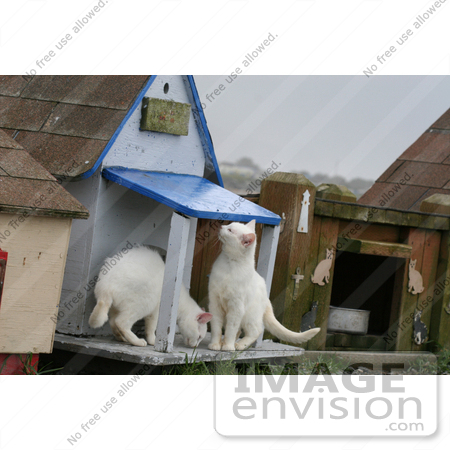 #843 Photography of Two Feral Kittens Smelling a Cat house by Kenny Adams