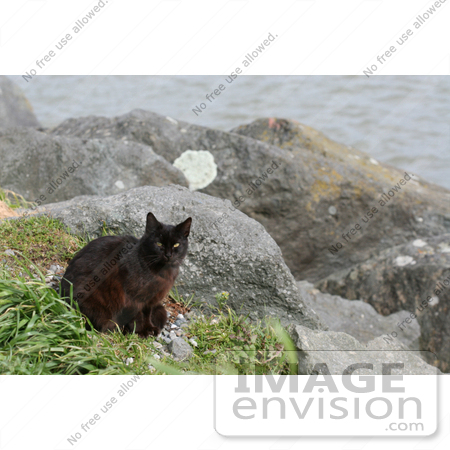#845 Photography of Brownish Black Feral Cat at an Ocean Jetty by Kenny Adams