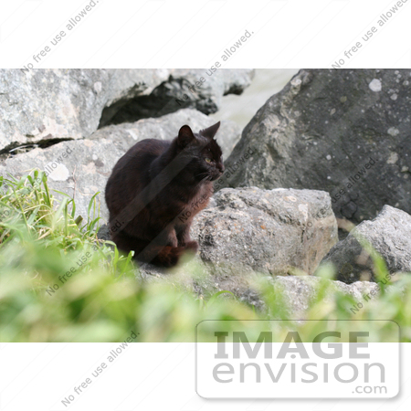 #846 Photography of a Brownish Black Cat Sitting on Boulders Along the Ocean by Kenny Adams