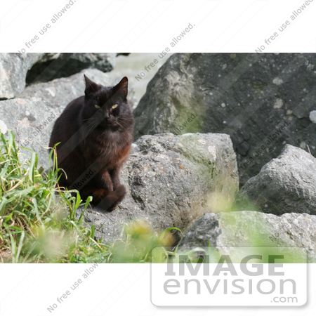 #847 Photography of a Feral Brownish Black Cat at the Oregon Coast by Kenny Adams