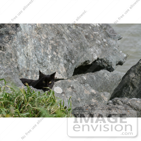 #848 Photo of a Stray Brownish Black Cat Behind a Rock by Kenny Adams