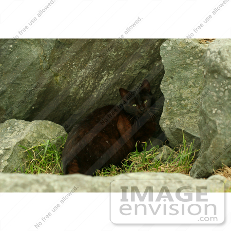 #849 Photography of a Scared Feral Cat by Kenny Adams