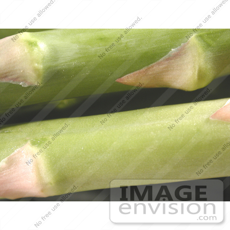 #85 Vegetable Picture of Asparagus by Kenny Adams