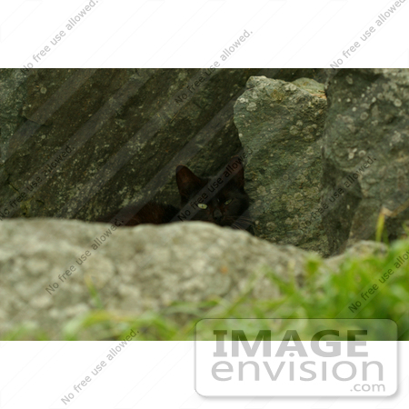 #850 Photo of a Black Feral Cat Hiding Behind a Rock by Kenny Adams