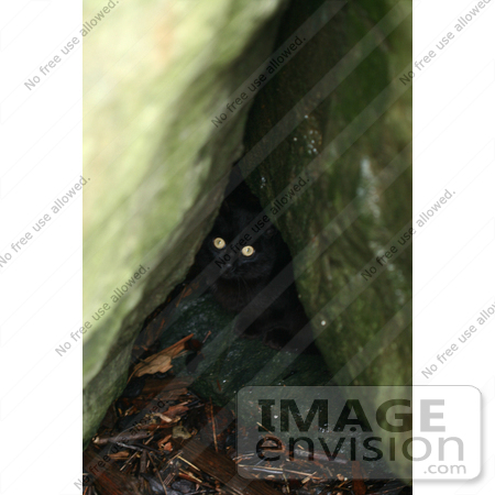 #852 Photo of a Stray Black Cat Hiding in Rocks by Kenny Adams