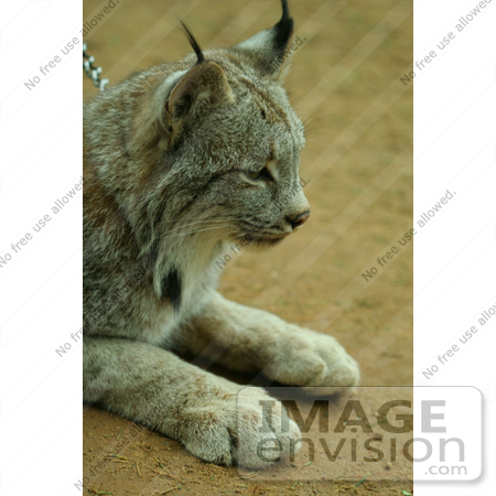 #854 Photograph of a Canadian Lynx on a Chain Leash by Kenny Adams
