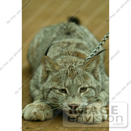 #855 Photography of a Focused Canada Lynx by Kenny Adams