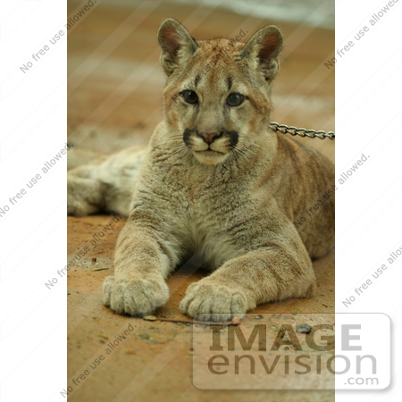 #856 Photo of a Young Cougar Laying on the Groud by Kenny Adams