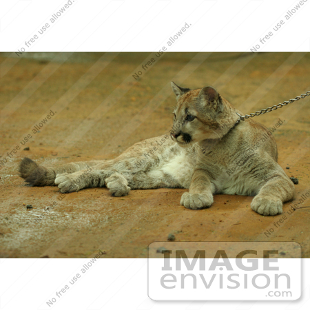 #857 Photo of a Young Cougar on a Leash by Kenny Adams