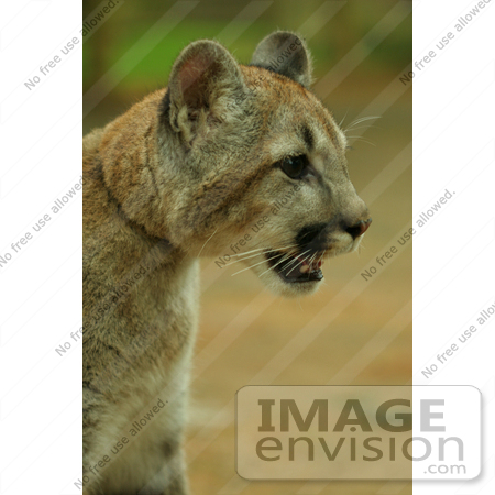 #858 Photography of a Young Cougar Closeup by Kenny Adams