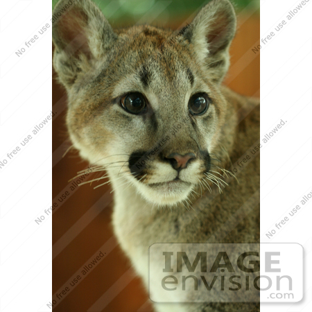 #860 Photo of a Young Cougar Portrait by Kenny Adams
