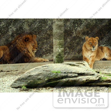 #863 Photo of a Male and Female Lion by Kenny Adams