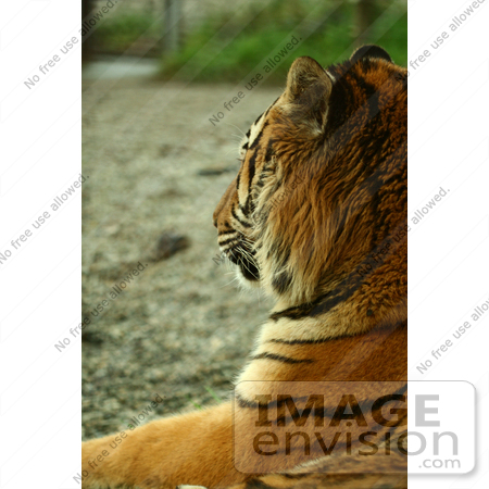 #864 Photography of the Royal Bengal Tiger Side-Shot by Kenny Adams