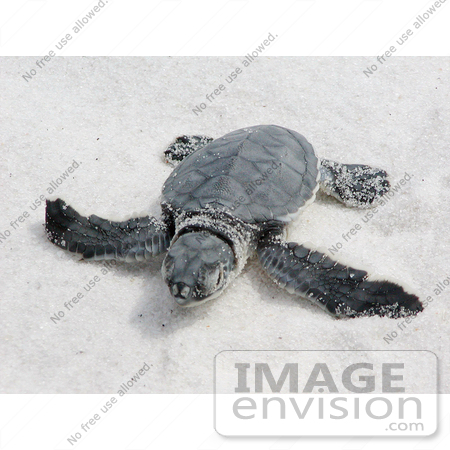 #8990 Picture of a Sea Turtle Hatchling by JVPD