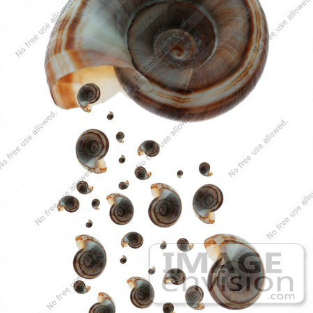 #907 Stock Image of Brown Ramshorn Shells by Jamie Voetsch
