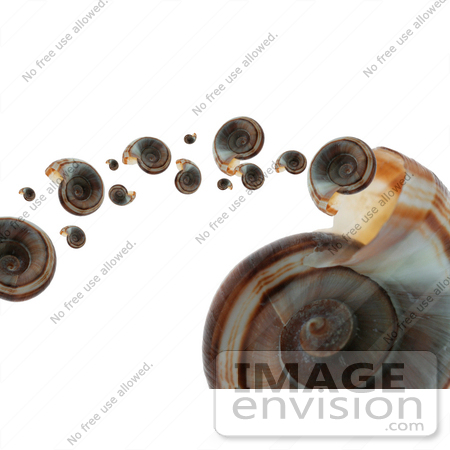 #908 Stock Photo of a Ramshorn Shell Spitting Out Smaller Shells by Jamie Voetsch