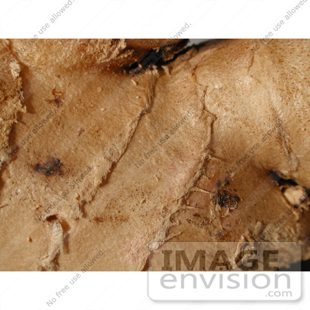 #92 Picture of a Ginger Root by Kenny Adams