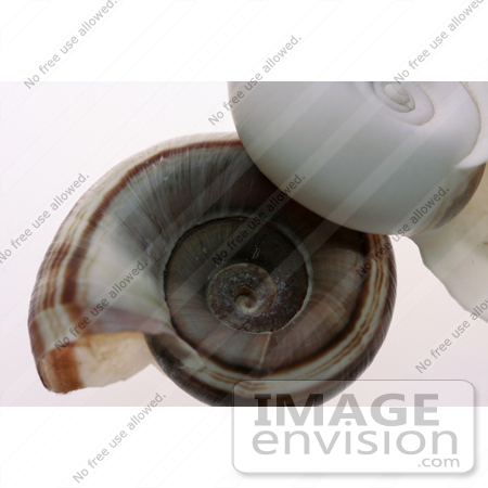 #926 Photo: White and Brown Ramshorn Shells by Jamie Voetsch