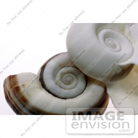 #927 Photograph: White and Brown Ramshorn Shells by Jamie Voetsch