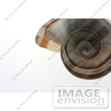 #928 Photo: Brown Ramshorn Shell by Jamie Voetsch