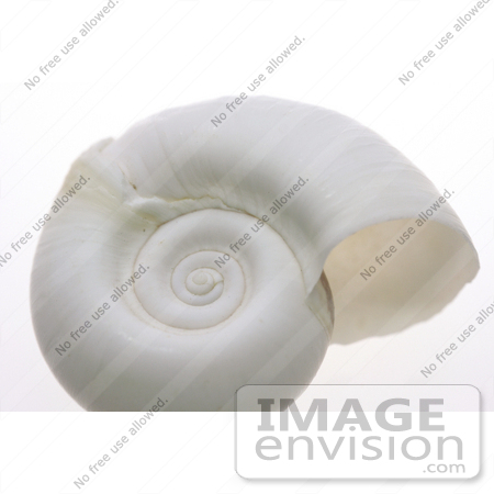 #929 Image: White Ramshorn Shell by Jamie Voetsch