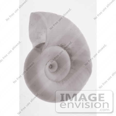 #931 Photograph of a Sepia Toned Ramshorn Shell by Jamie Voetsch