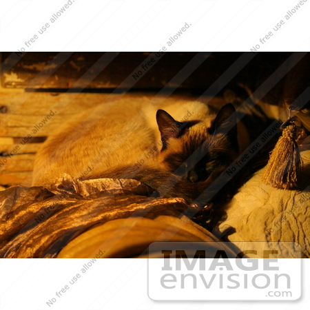 #936 Photo of Siamese Catnap by Kenny Adams