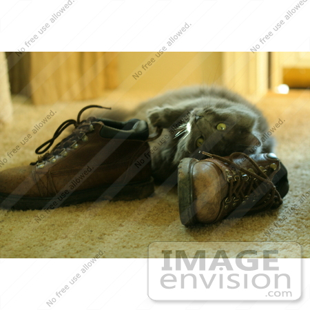 #944 Photography of a Cat Rubbing Against Leather Boots by Kenny Adams